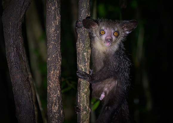 Aye-Aye