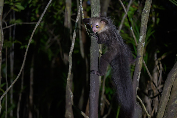 Aye-Aye