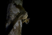 Pale fork-marked lemur