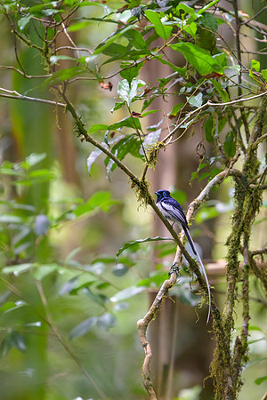 Malagasy paradise flycatcher