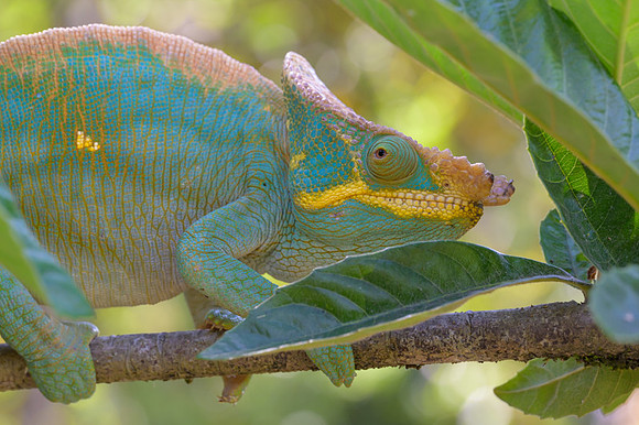 Parson's chameleon