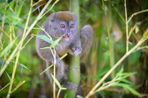 Gray bamboo lemur