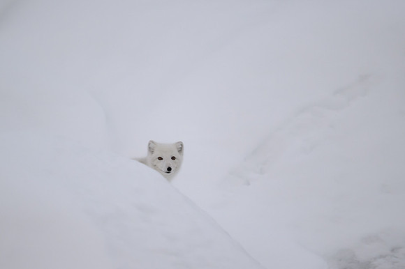 Arctic fox White