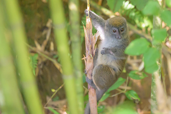 Gray bamboo lemur
