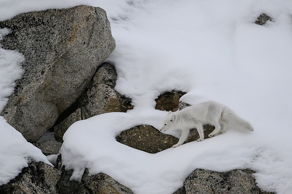 Arctic fox White
