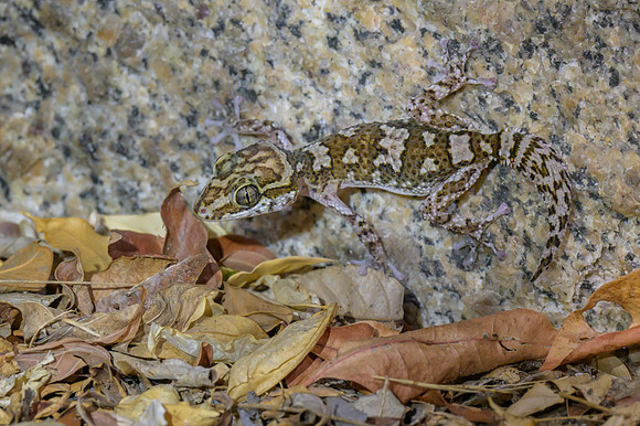 Gecko Paroedura oviceps