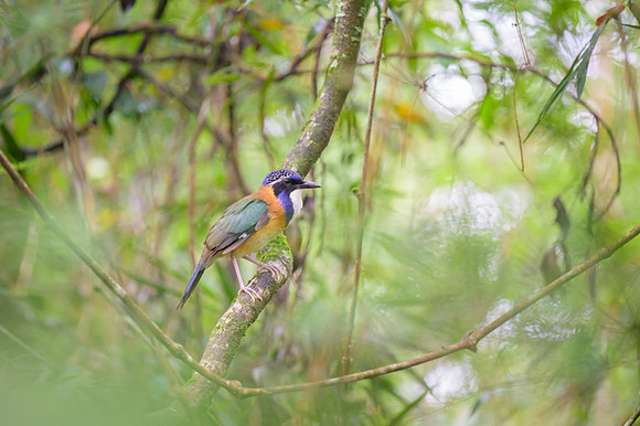 Pitta-like Ground-Roller