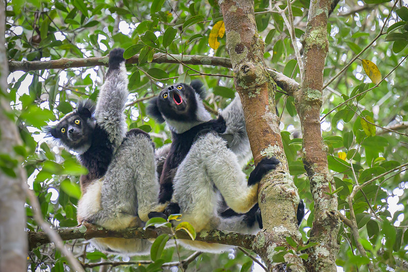 Indri lemur