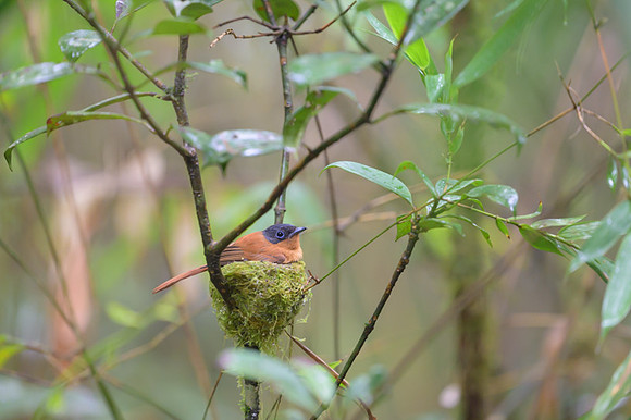 Malagasy paradise flycatcher