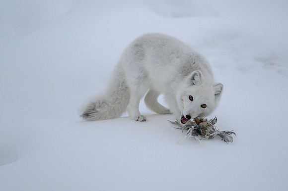 Arctic fox White