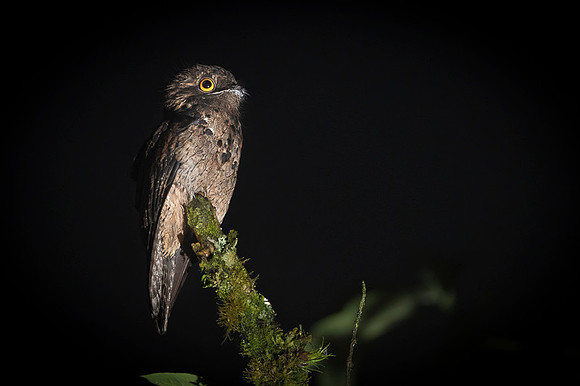 Common Potoo