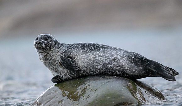 Harbor seal