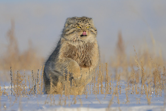 Pallas's cat