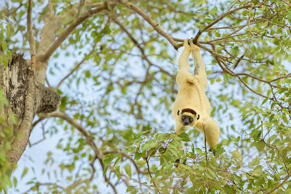 Verreaux's sifaka