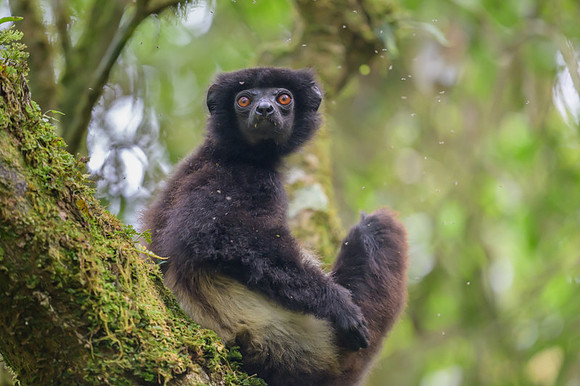 Milne-Edwards's sifaka
