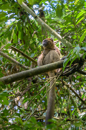 Greater bamboo lemur