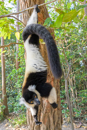 Black-and-white ruffed lemur