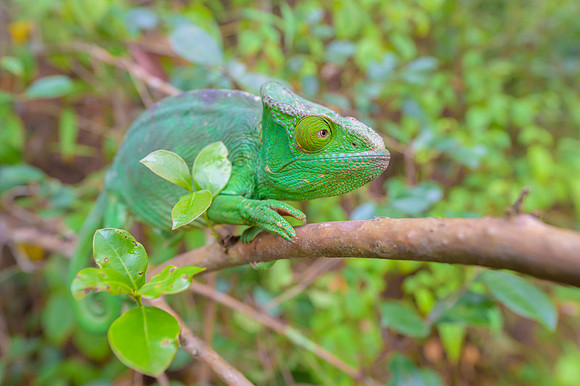 Parson's chameleon