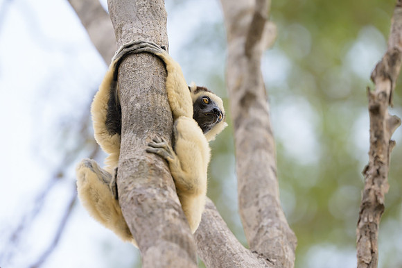 Verreaux's sifaka