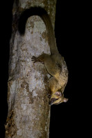 Pale fork-marked lemur