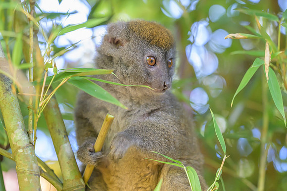 Gray bamboo lemur