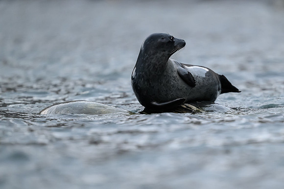 Harbor seal