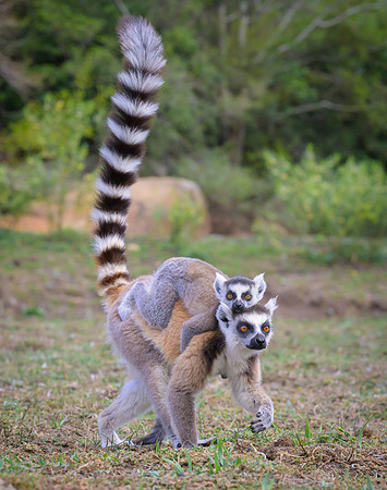 Ring-tailed lemurs