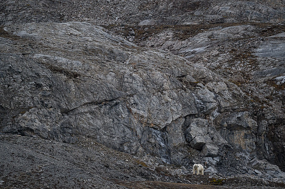 Polar bear