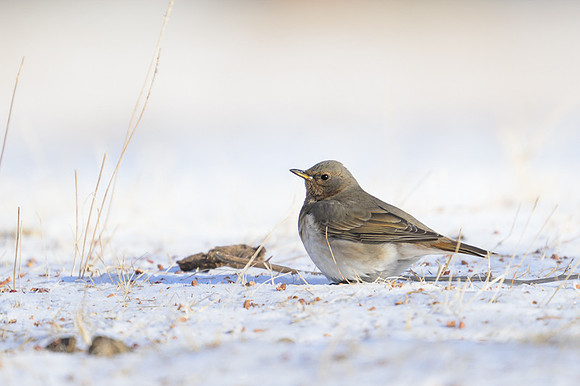 Red-throated Thrush