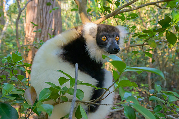 Black-and-white ruffed lemur