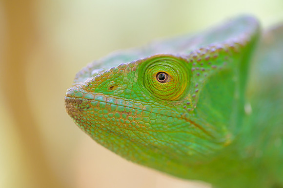 Parson's chameleon