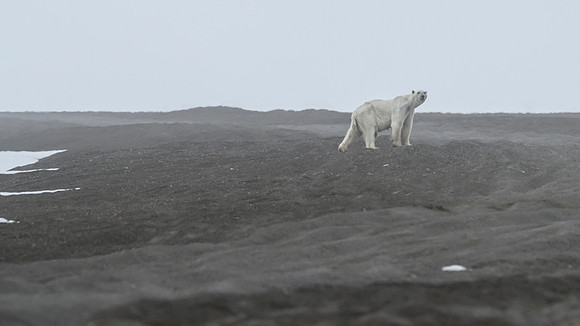 Polar Bear