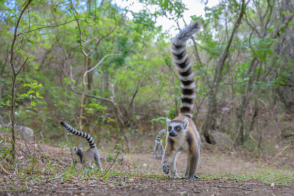 Ring-tailed lemurs