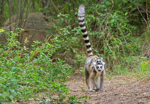 Ring-tailed lemurs