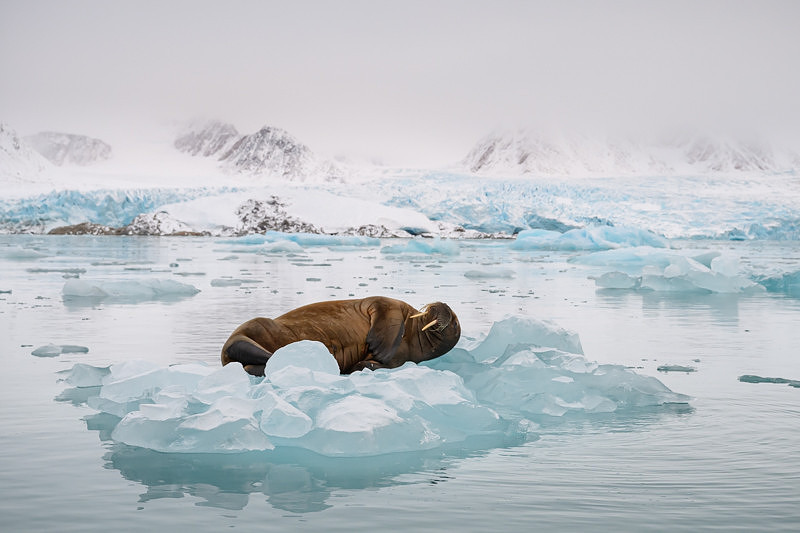 Walrus