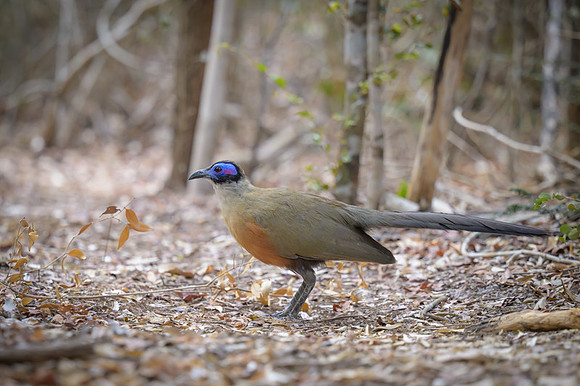 Olive-capped Coua