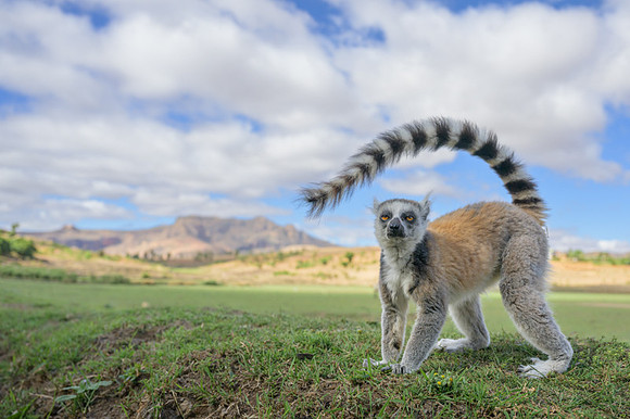 Ring-tailed lemurs