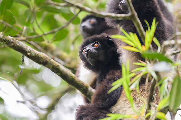 Milne-Edwards's sifaka