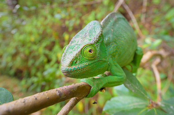 Parson's chameleon