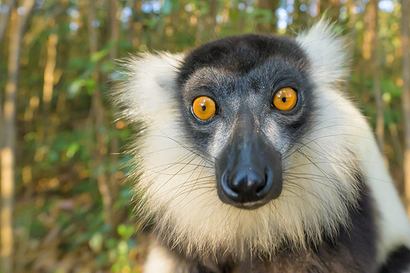 Black-and-white ruffed lemur