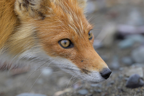 Red fox