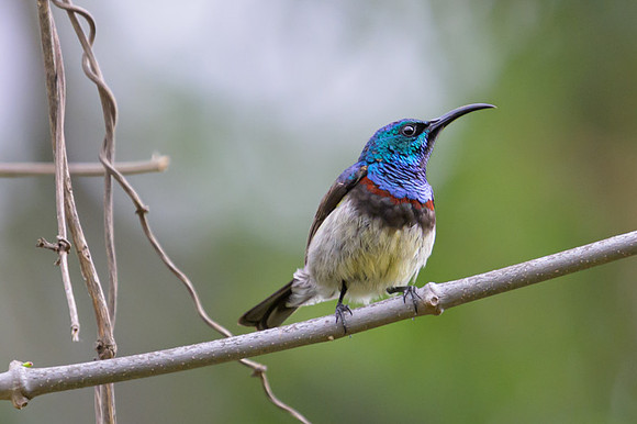 Souimanga Sunbird