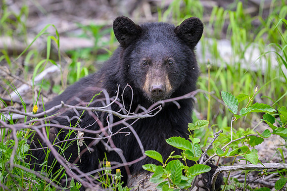 Black bear