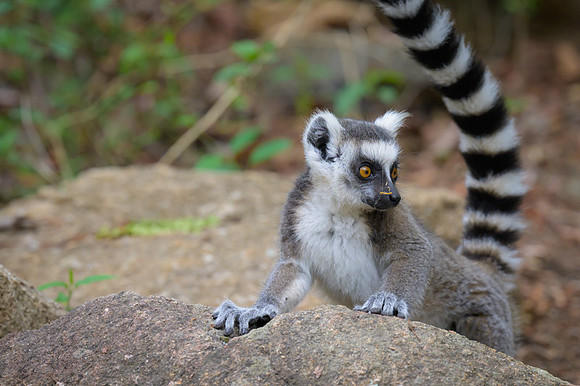 Ring-tailed lemurs