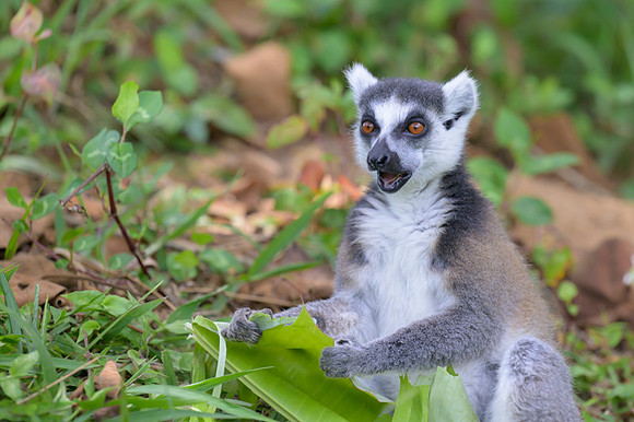 Ring-tailed lemurs