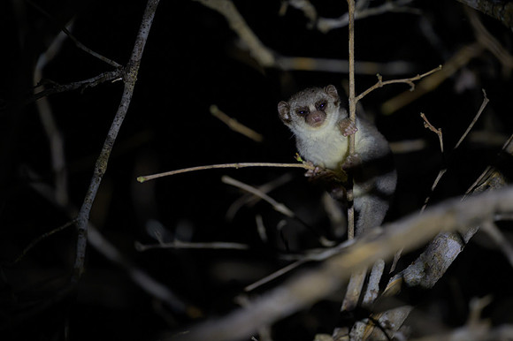 Fat-tailed dwarf lemur