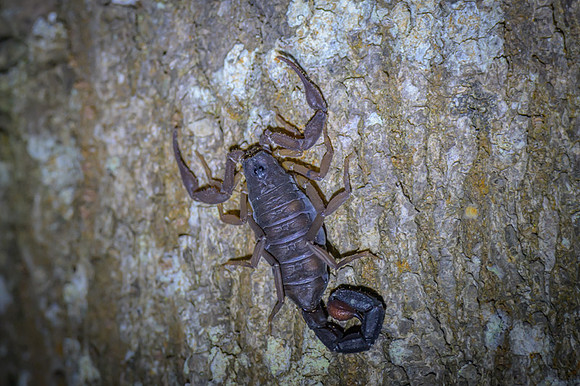 Scorpion