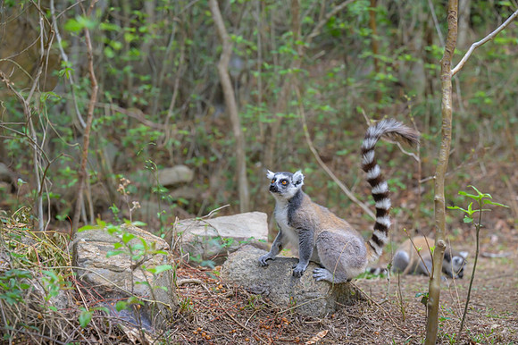 Ring-tailed lemurs