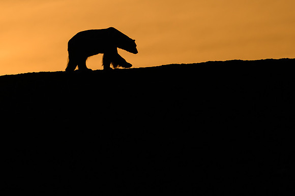 Polar bear