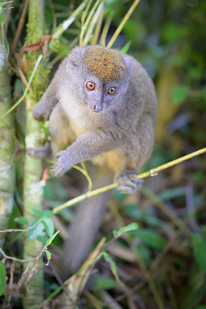 Gray bamboo lemur